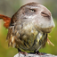 Administrator's avatar